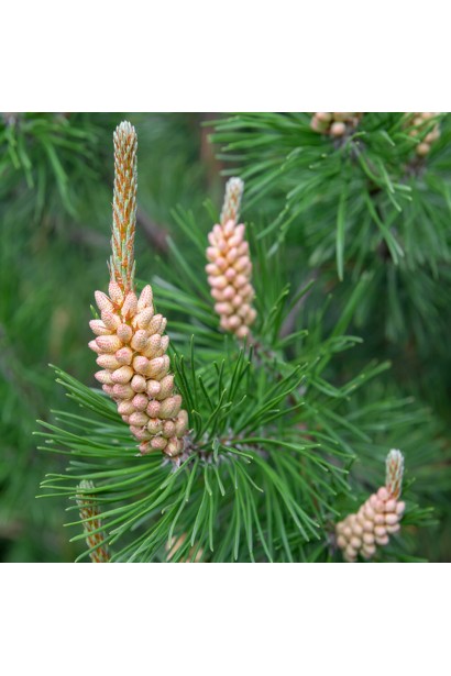 Сосна звичайна квіти